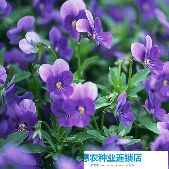 紫罗兰花别墅波斯菊包邮太阳花