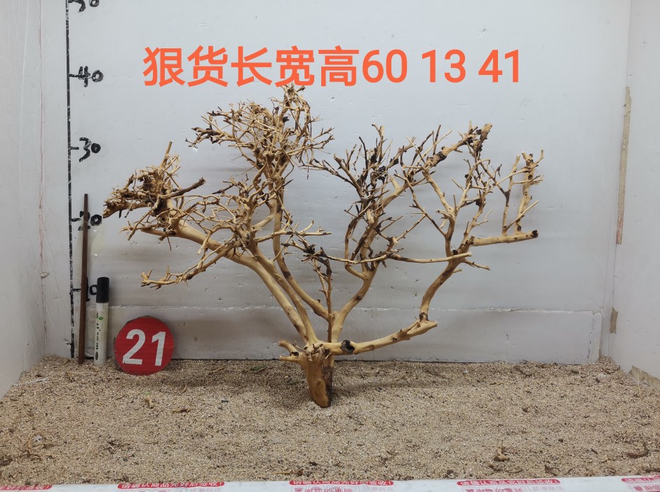 泰国枝树型莫斯树迎客松精品草缸造景素材杜鹃根沉木造景水草树林