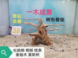 杜鹃根一木成景栖根草缸造景沉木水陆缸雨林缸南美缸爬宠缸莫斯树