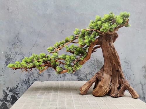 莫斯树生命一木成景草缸素材水陆