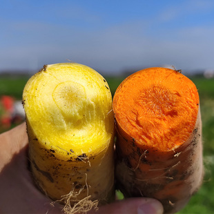 新疆特产天池脚下应季糖心黄萝卜胡萝卜当季新鲜采摘组合蔬菜包邮