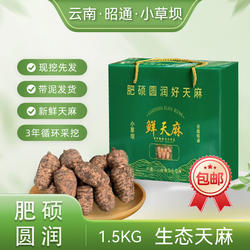 新鲜天麻特级正品中药材云南昭通小草坝天麻现挖现发精选礼盒包邮