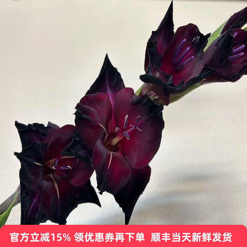 黑色剑兰花黑海鲜花同城速递