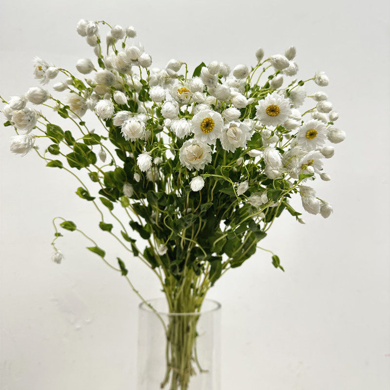 鲁丹鸟鲜花水养摆花可做干花装饰家庭办公室DIY插花 同城鲜花速递,鲜花速递/花卉仿真/绿植园艺,花材,淘宝优惠券,粉丝福利购,淘宝优惠卷