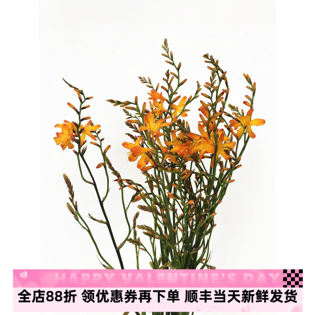 火焰兰鲜切花米花情人泪鲜花