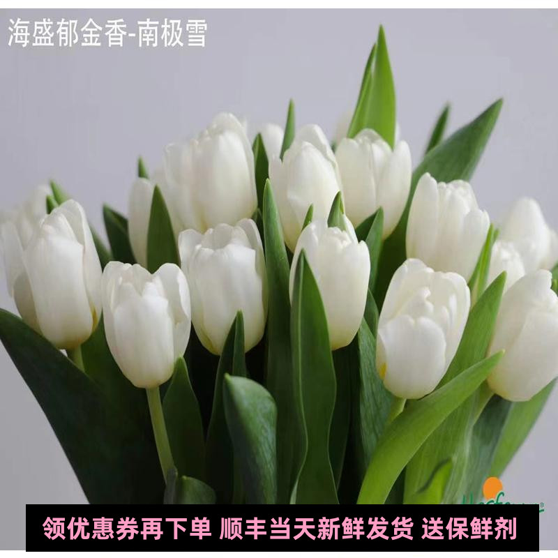 国产郁金香鲜花精品海盛品牌花卉水培家庭花艺瓶插花北京同城速递