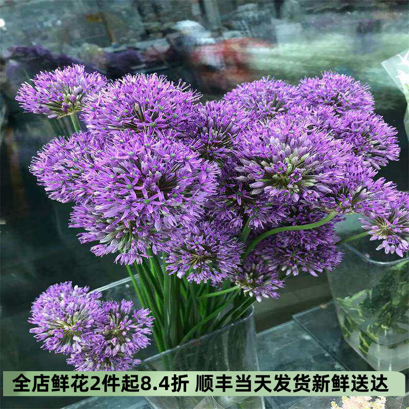 迷你小花葱鲜花鲜切花水培插花