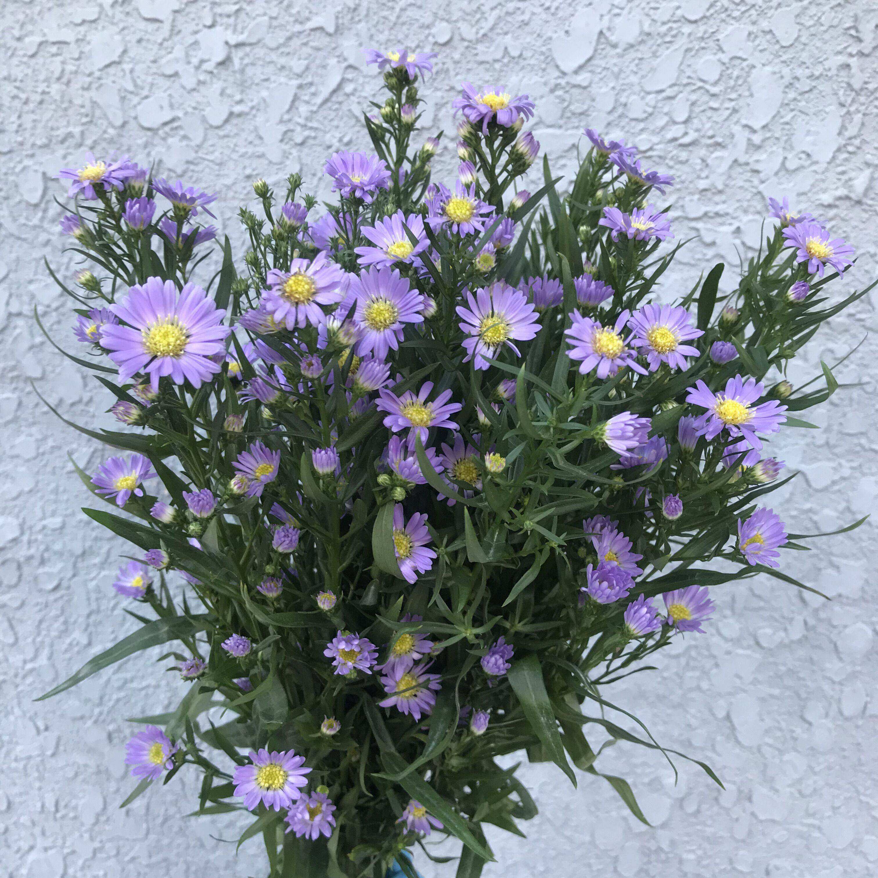 紫苑草鲜切花梦幻紫色小碎花水培家用鲜花办公室装饰顺丰新鲜发货