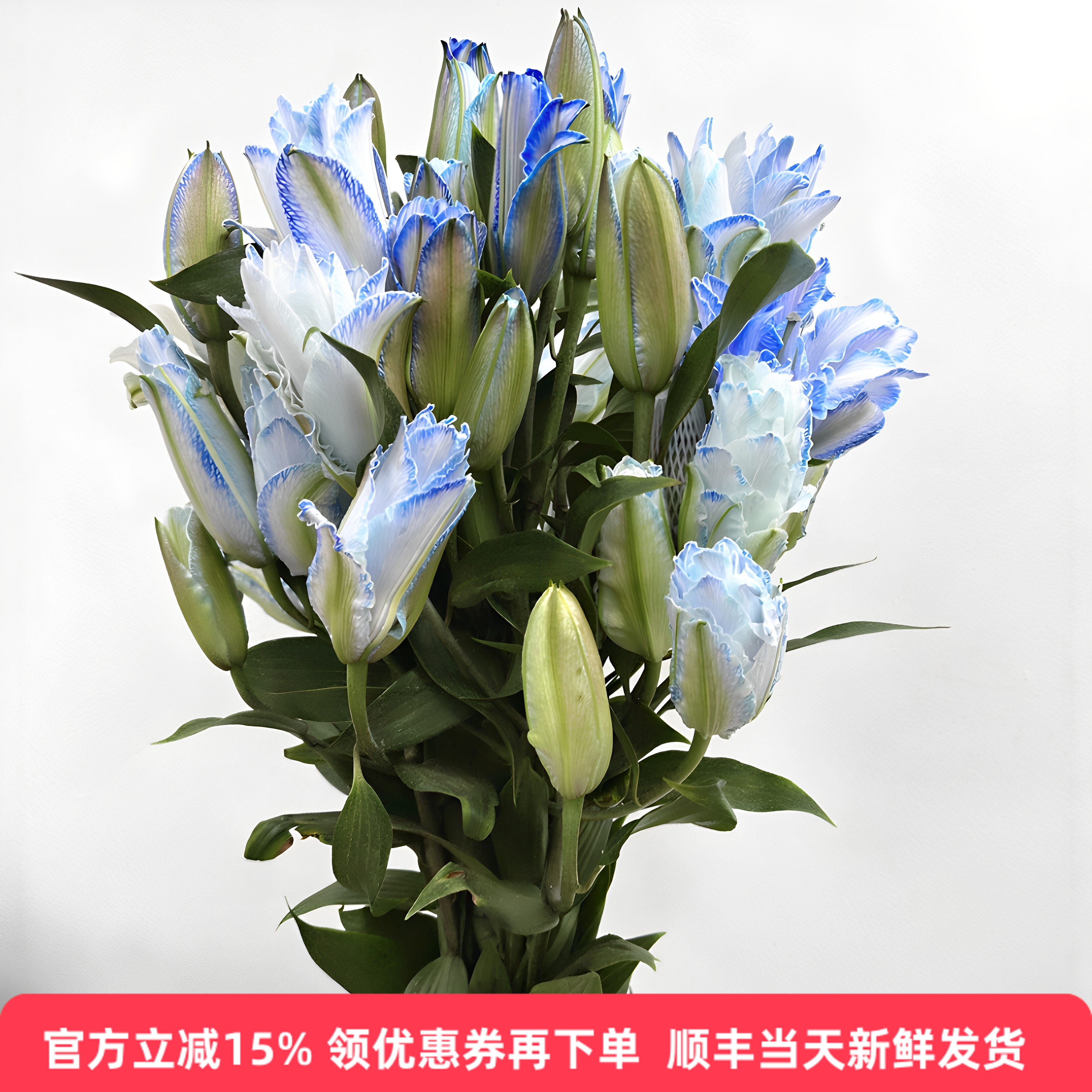 北京速递吸染蓝重瓣香水百合