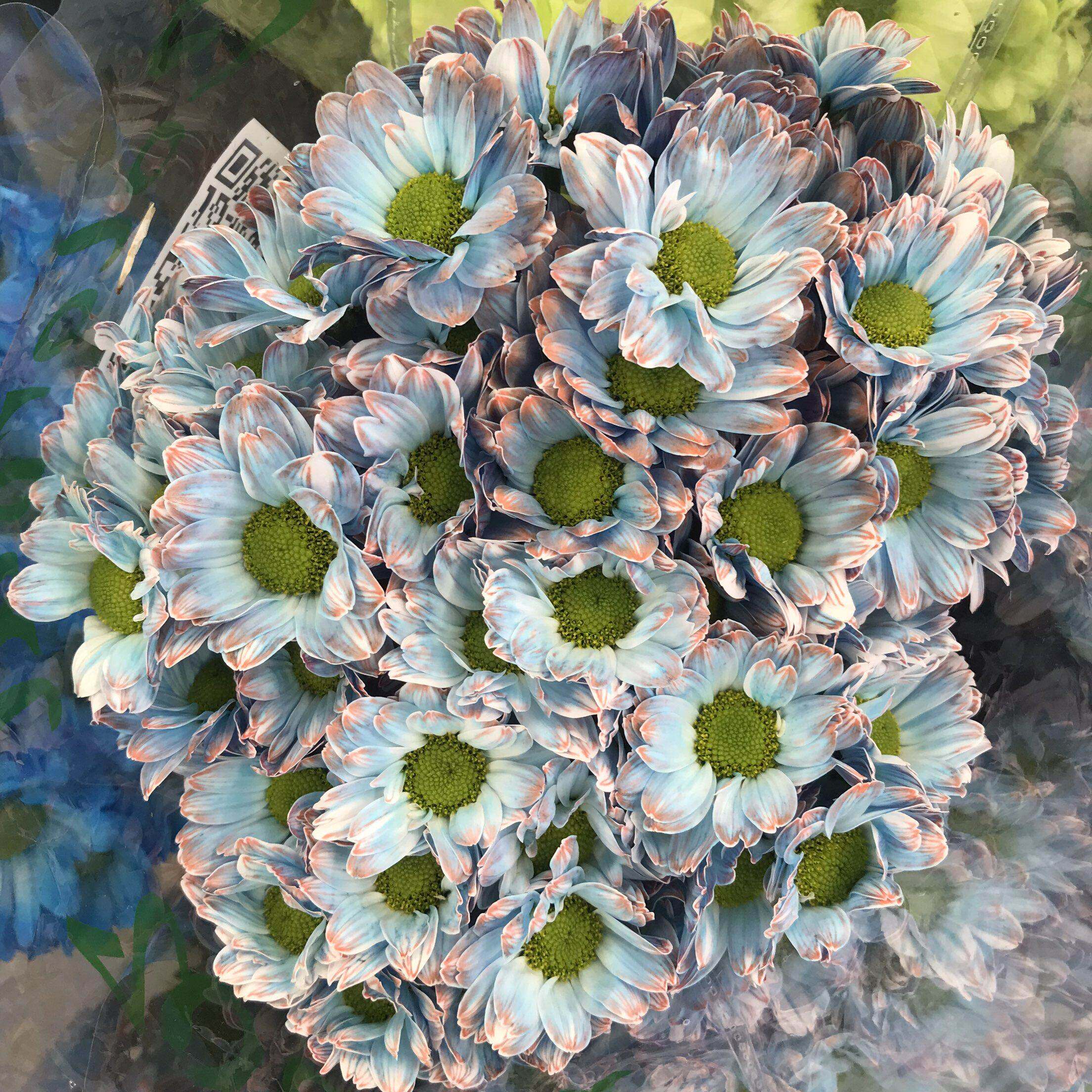 炫彩小菊水培人工吸染色多头雏菊鲜花家庭订阅花卉花期长同城速递