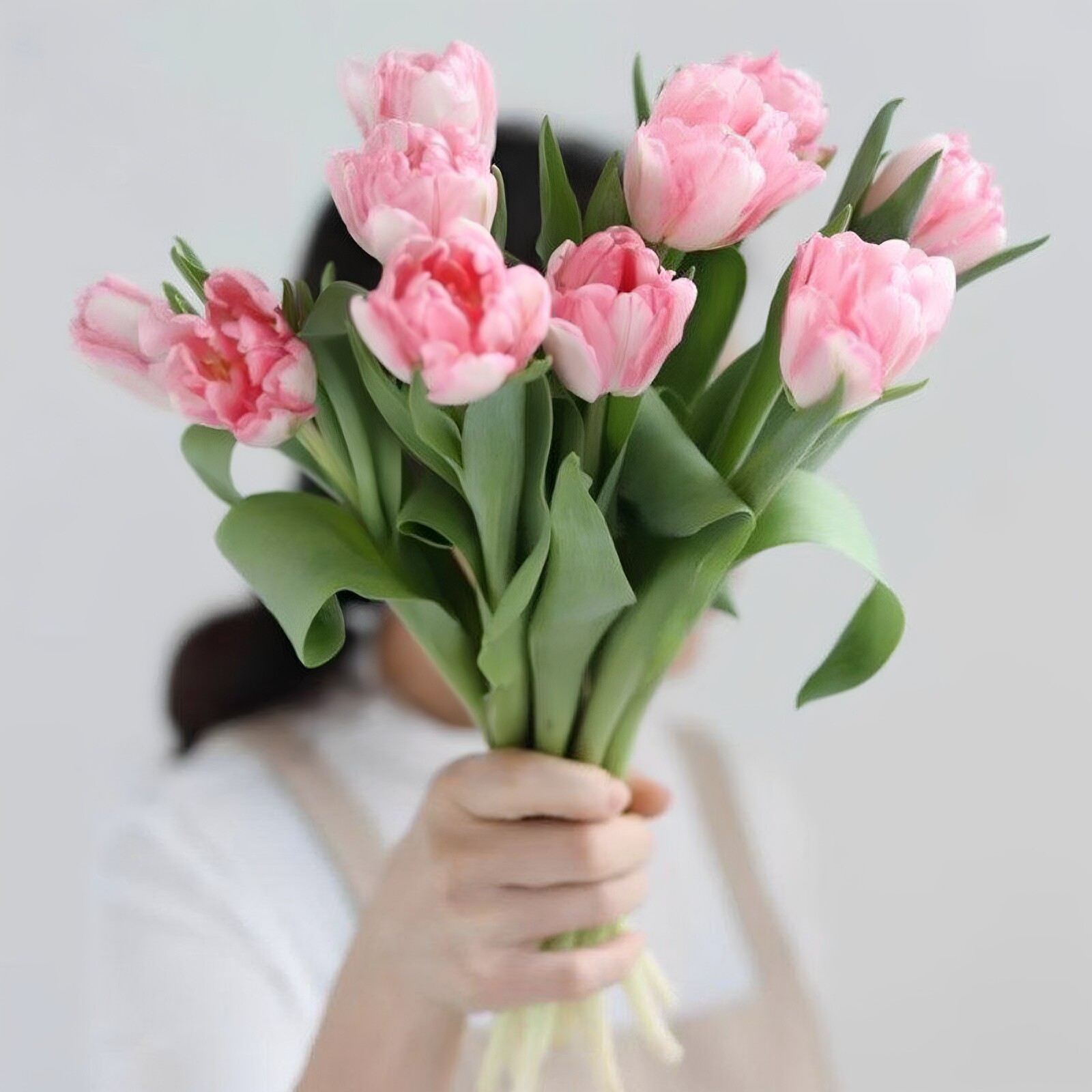 浅粉重瓣郁金香鲜花同城速递