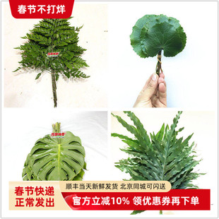 芒叶龙文兰龟背八角叶排草一叶兰小天使鸟巢叶贯众蕨水培鲜花配叶