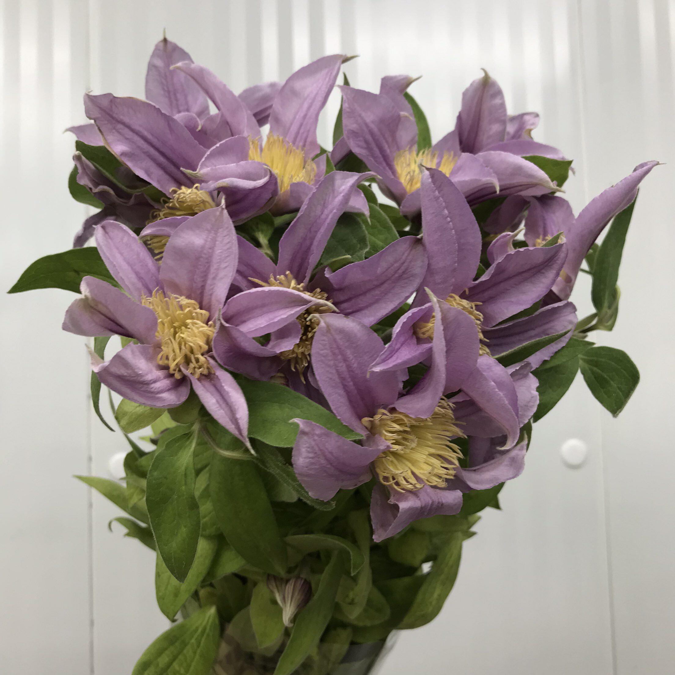 铁线莲鲜切花小众高级线型花材家用水养插花室内装饰鲜花同城配送