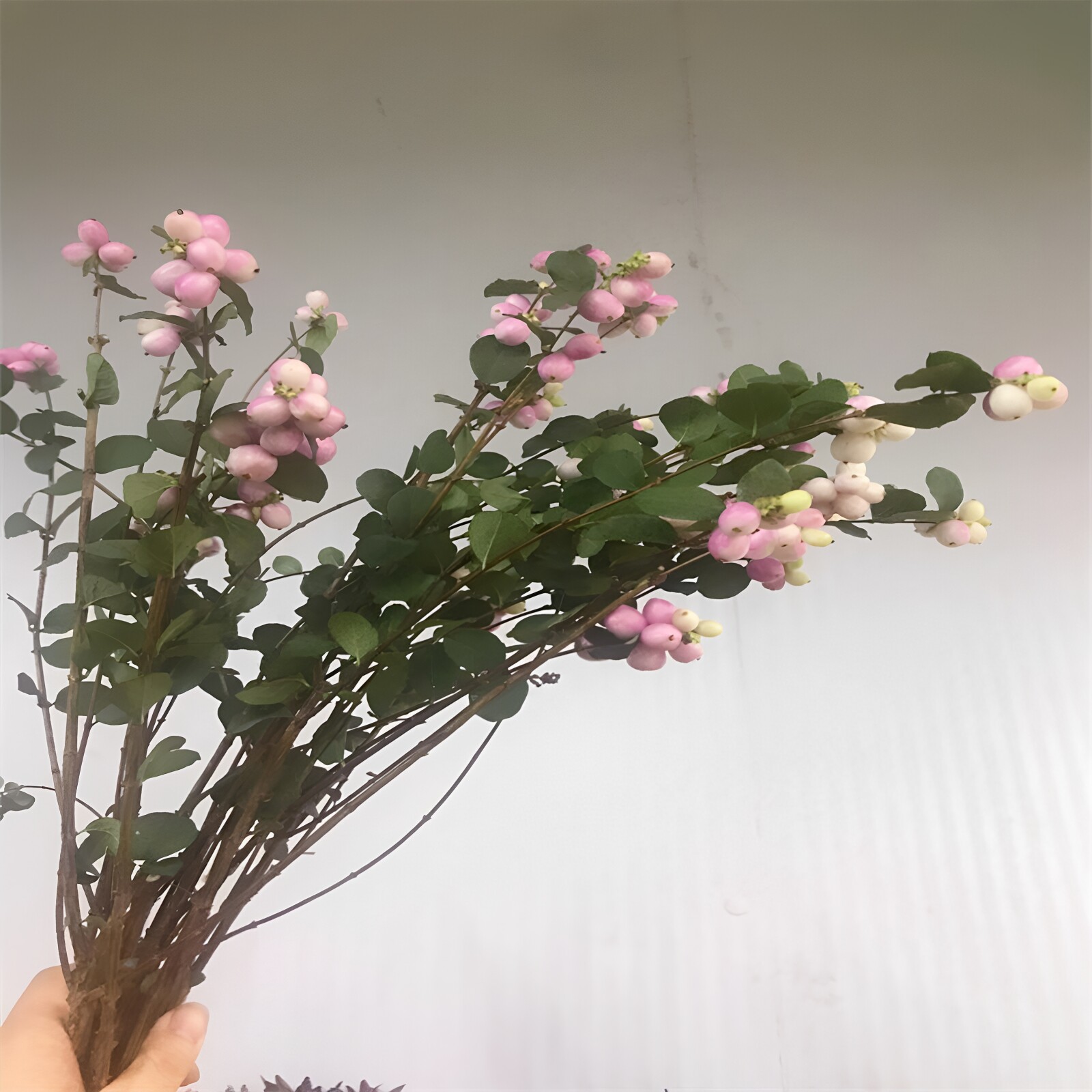 雪果鲜切木本带果水培北京同城