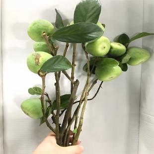 霹雳无花果挂果鲜切枝木本水养室内花艺婚礼插花北京同城鲜花速递