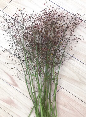 土人参水培室内客厅观赏插花鲜花