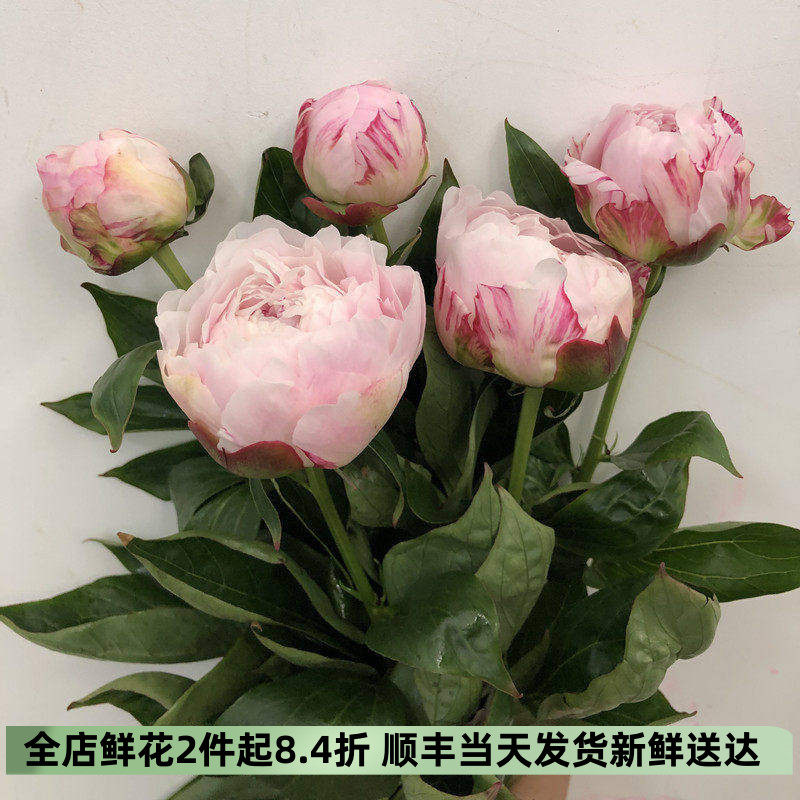 国产莎拉粉芍药鲜花牡丹5朵