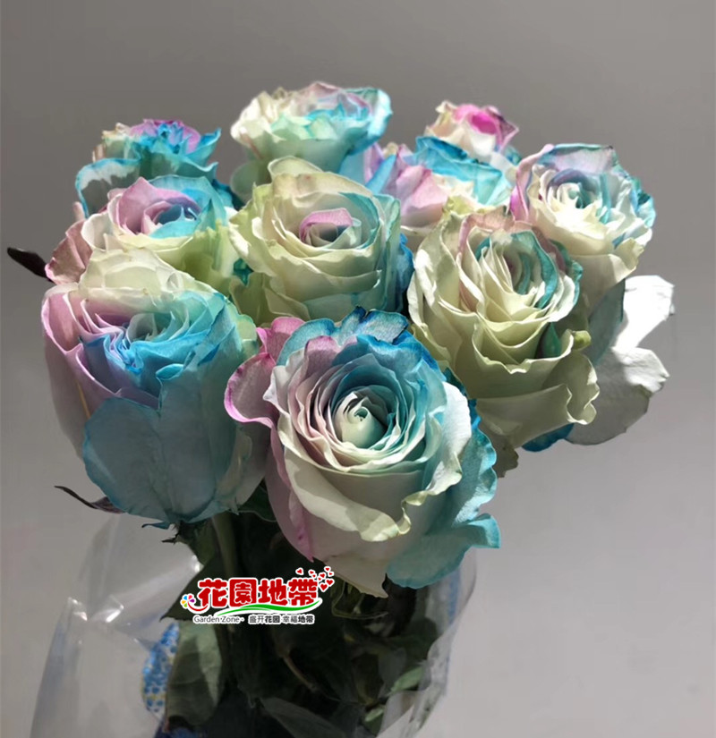 情人厄瓜多尔进口染色 棉花糖七彩玫瑰  柔情 生日礼物家庭插花