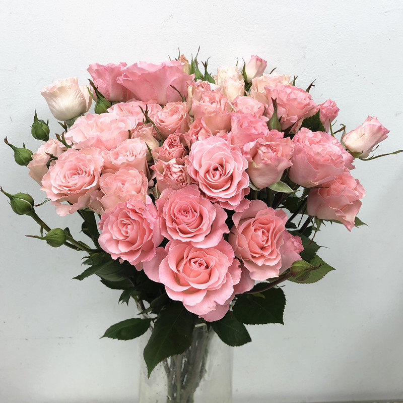 人鱼公主多头小玫瑰粉蔷薇全开花型水培插花生日爱情花同城速递