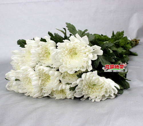 清明节黄菊鲜切花白菊花