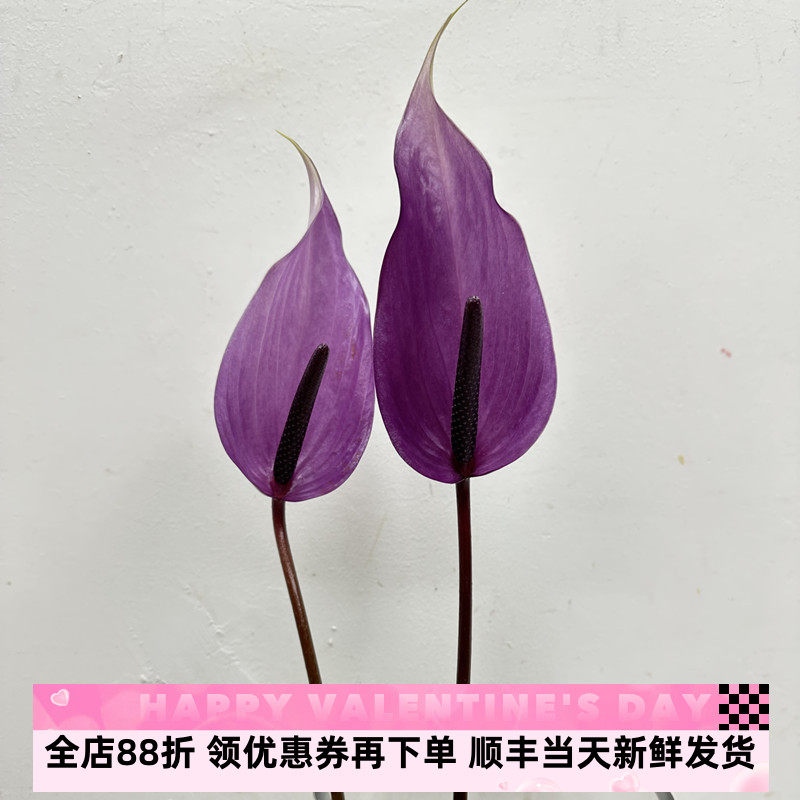 紫掌鲜切花紫火鹤花卉水培家庭