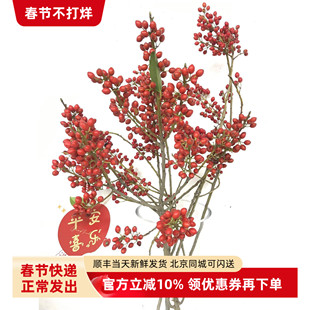 金玉满堂红豆 金豆木本鲜切花 圣诞春节花艺插花插花生日礼物速递