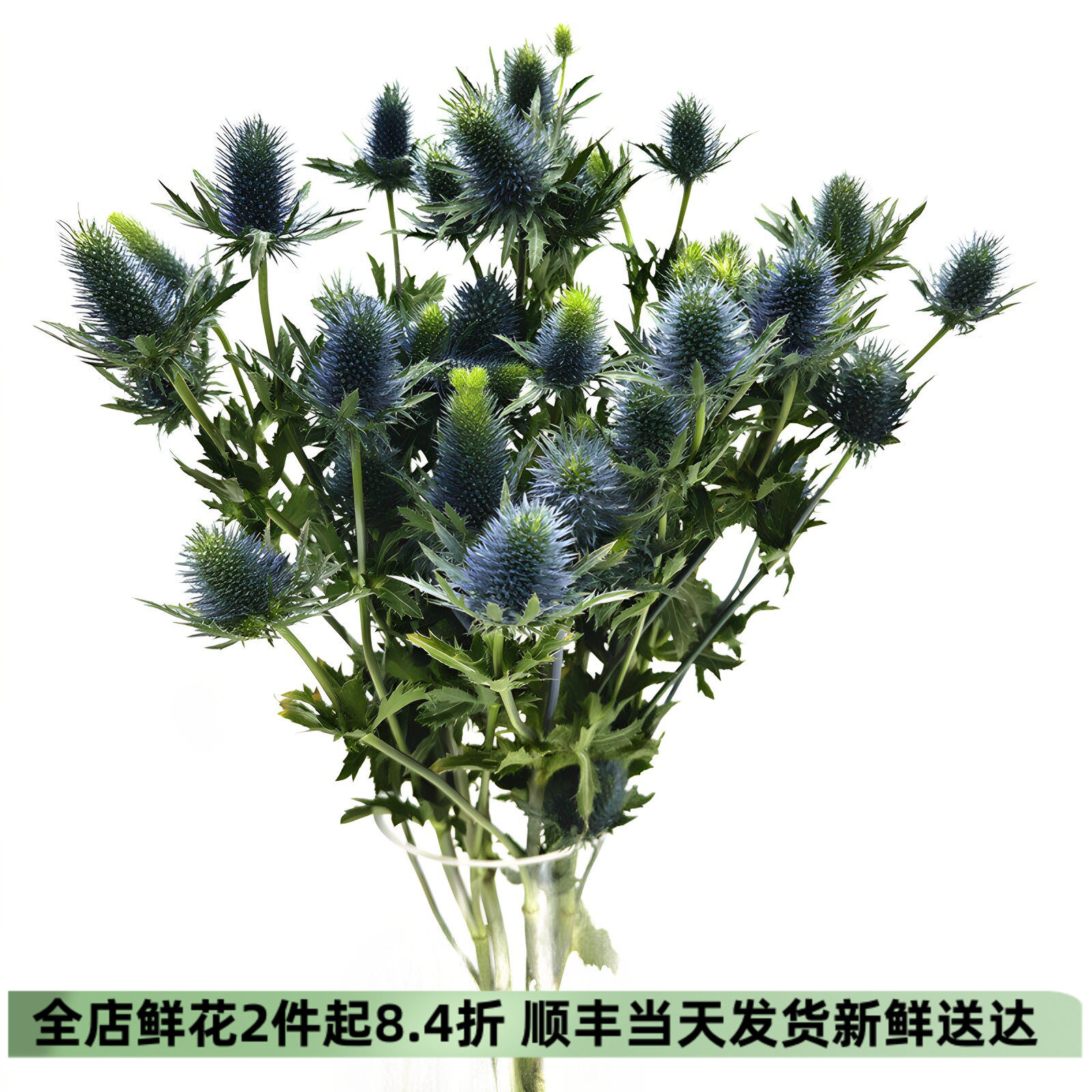 进口蓝刺芹水培花期长同城速递