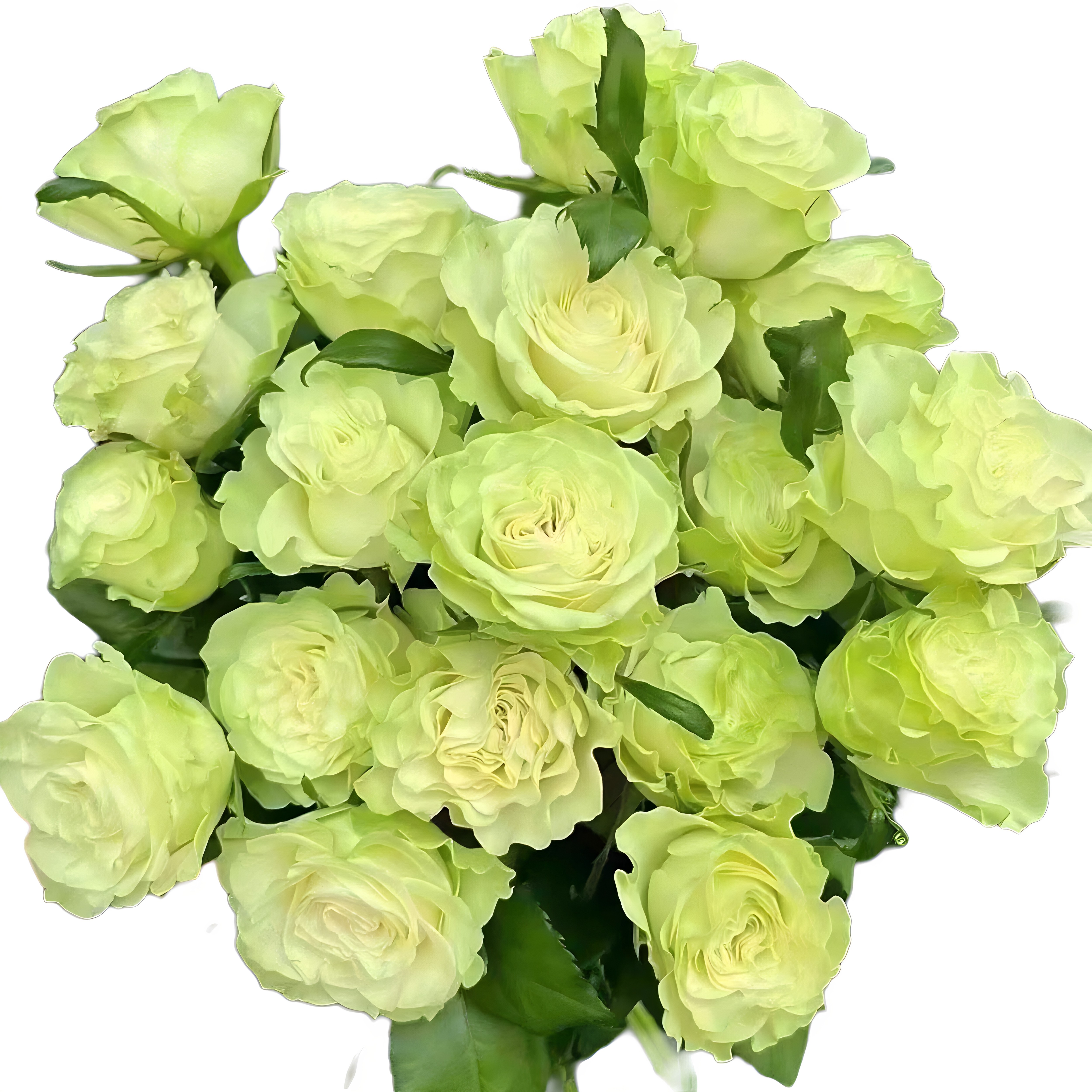 小乔玫瑰水培大花头18朵速递