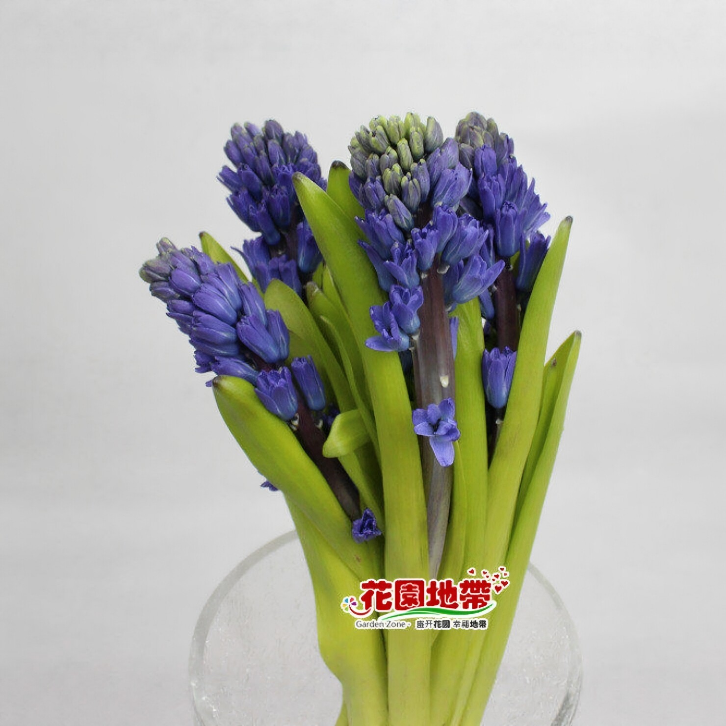 进口风信子5枝水培香薰同城速递