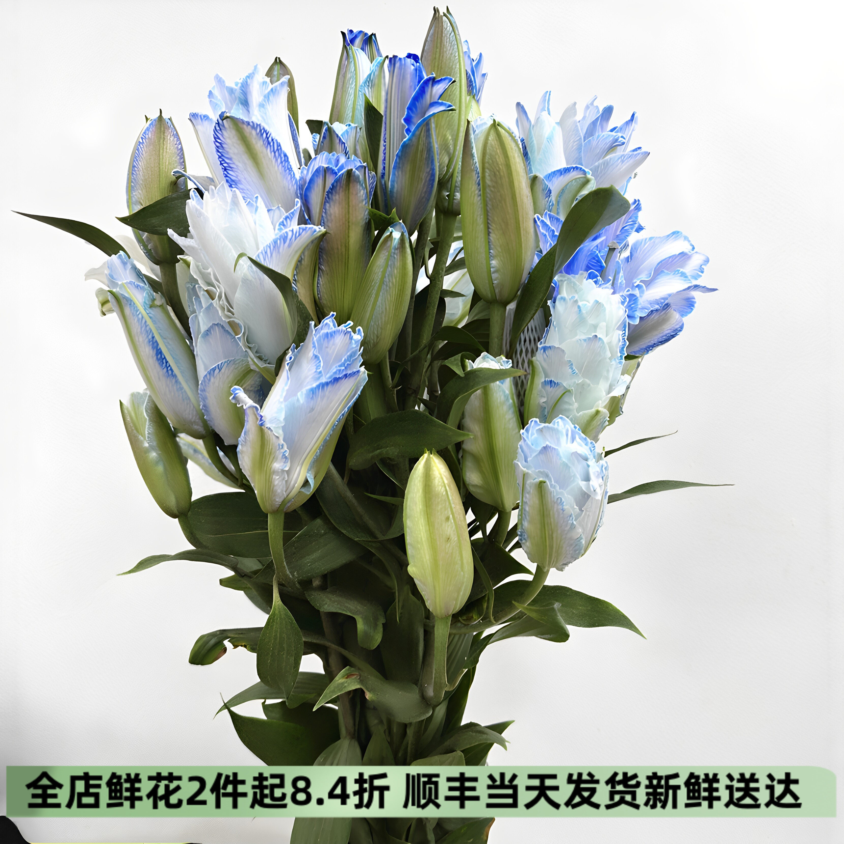 北京速递吸染蓝重瓣香水百合