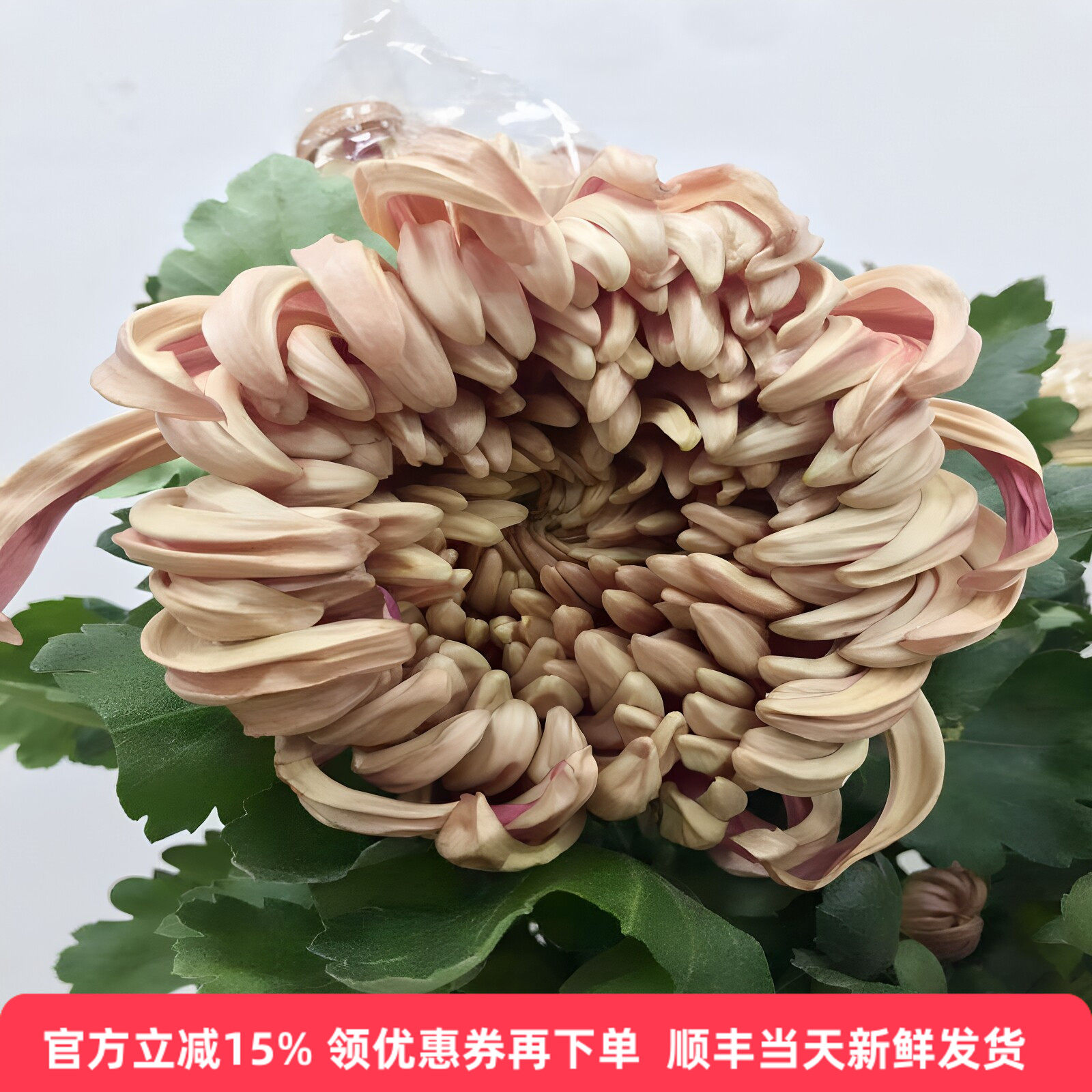 维也纳大菊花秋季花材水培