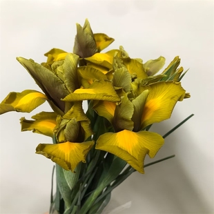 秋公主鸢尾花红灰烬水培花爱情花西贡小姐爱丽丝鲜花北京同城速递