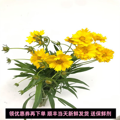 金鸡菊鲜花水培小清新插花同城花