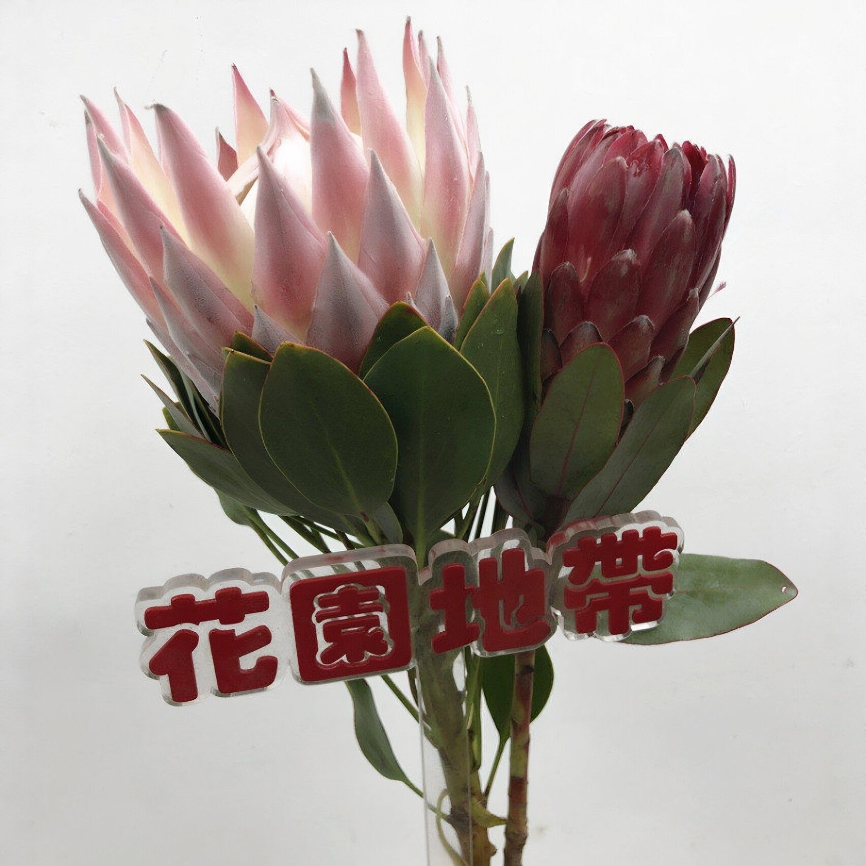 帝王公主水培花艺插花同城配送
