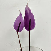 紫掌鲜切花普利维亚火鹤掌水培家庭生活插花生日礼物北京同城速递