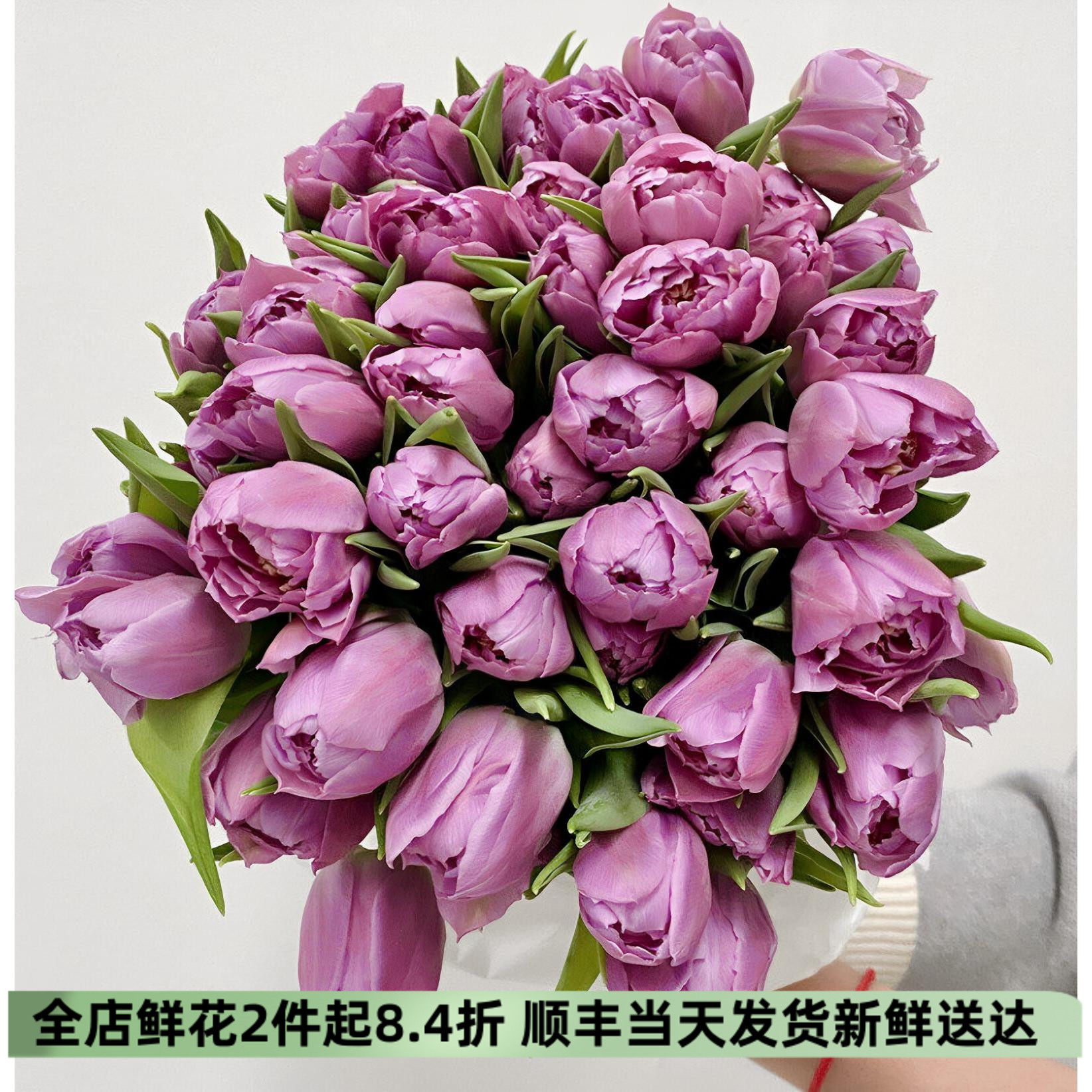 进口薰衣草紫重瓣郁金香同城速递