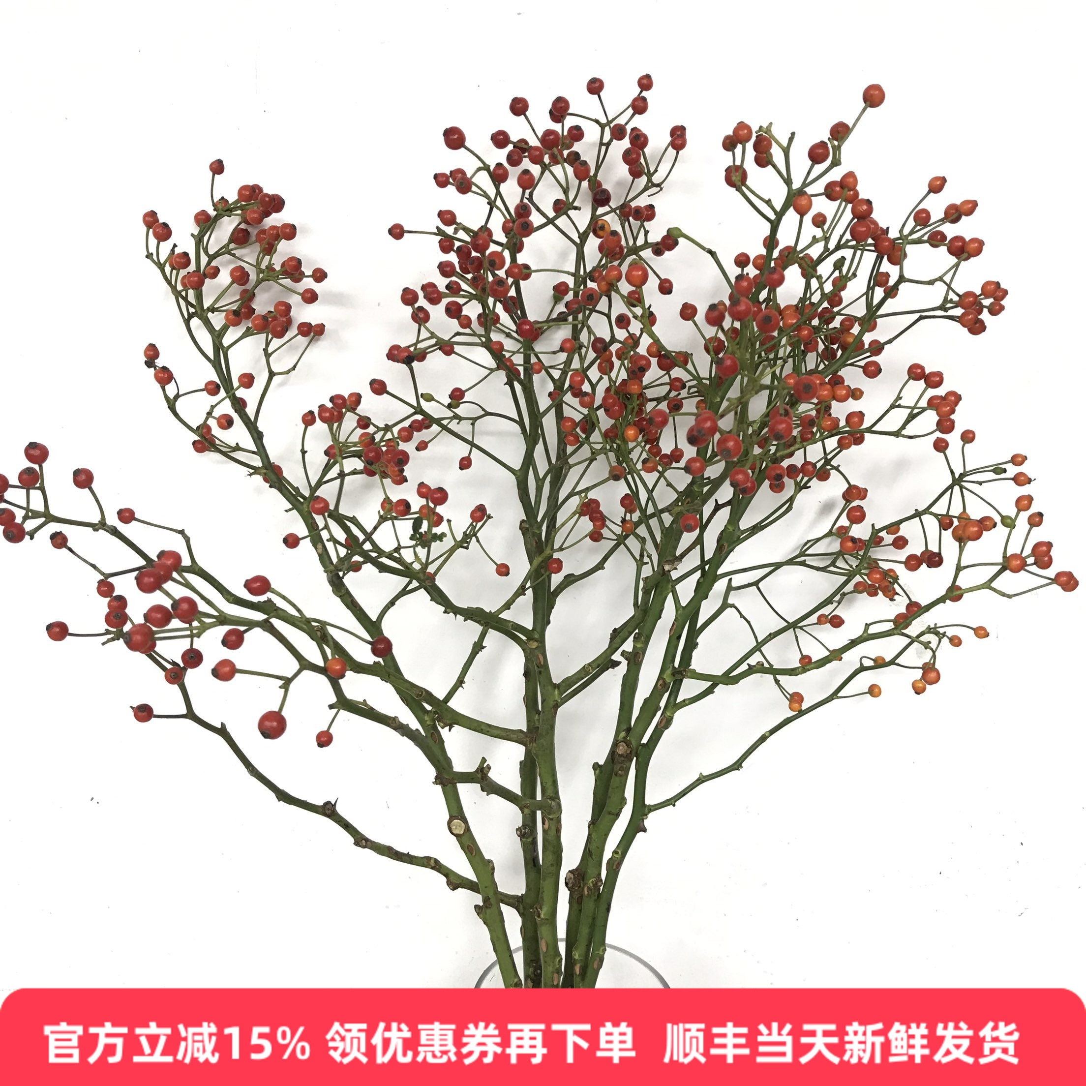 秋色玫瑰果水培鲜切枝花期长鲜花