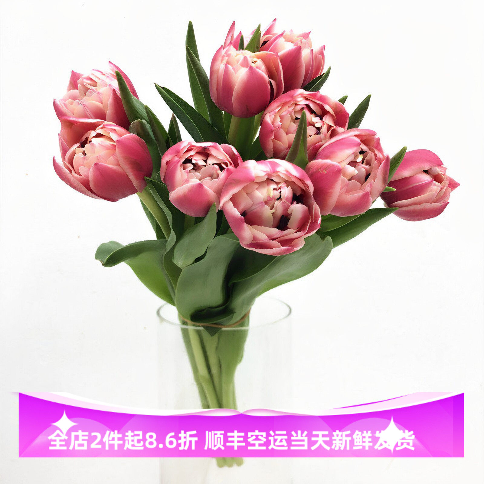 草莓松饼重瓣郁金香水培好养同城