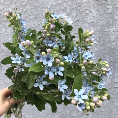 蓝星花鲜切花室内水养花期长小清新配花婚礼插花北京同城鲜花速递 - 封面