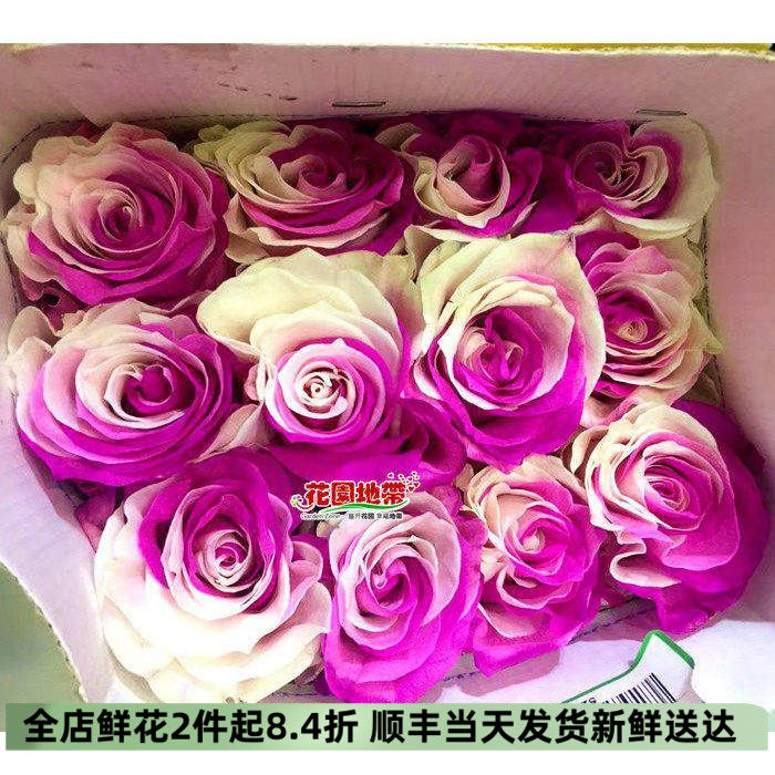 厄瓜多尔进口生日爱情礼物白玫瑰