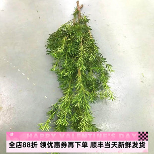 罗汉松枝鲜切枝条水养绿植物北京同城家用花艺鲜花速递顺丰次日达