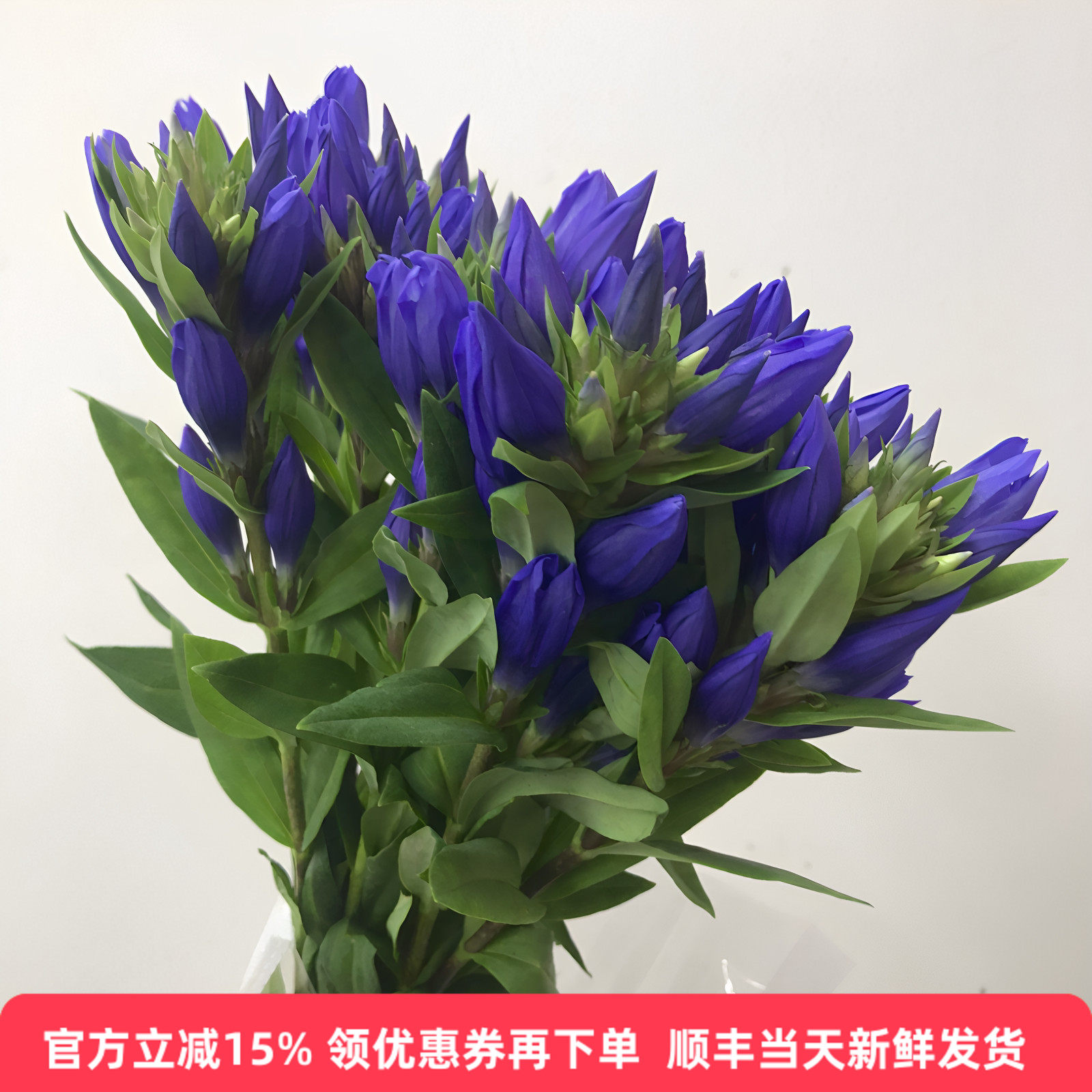 日本龙胆花水培10枝顺丰空运