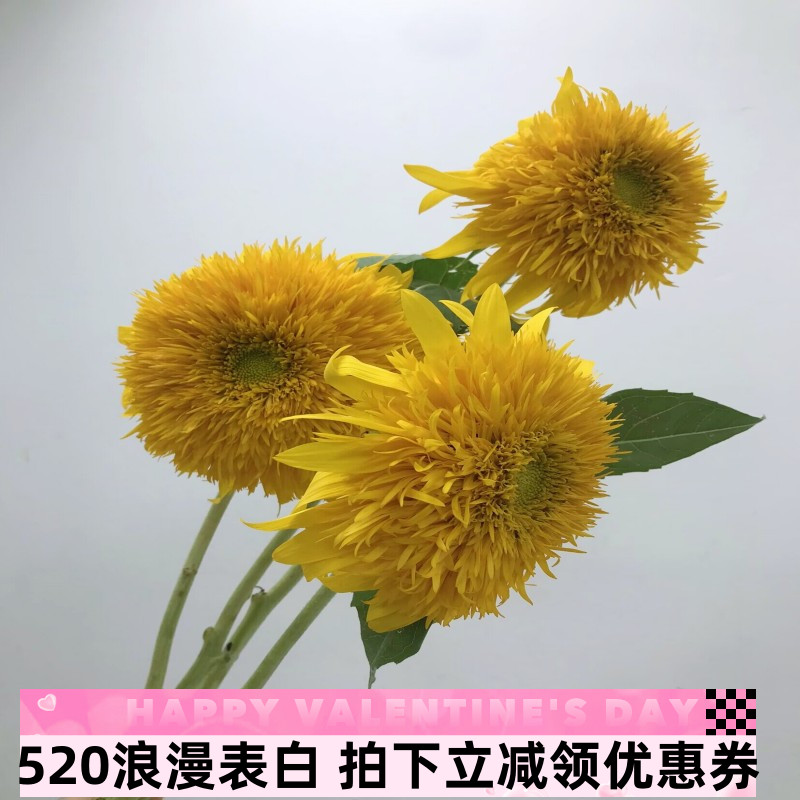 芙蓉葵泰迪向日葵毛边葵水培鲜切花送长辈教师节鲜花北京同城速递