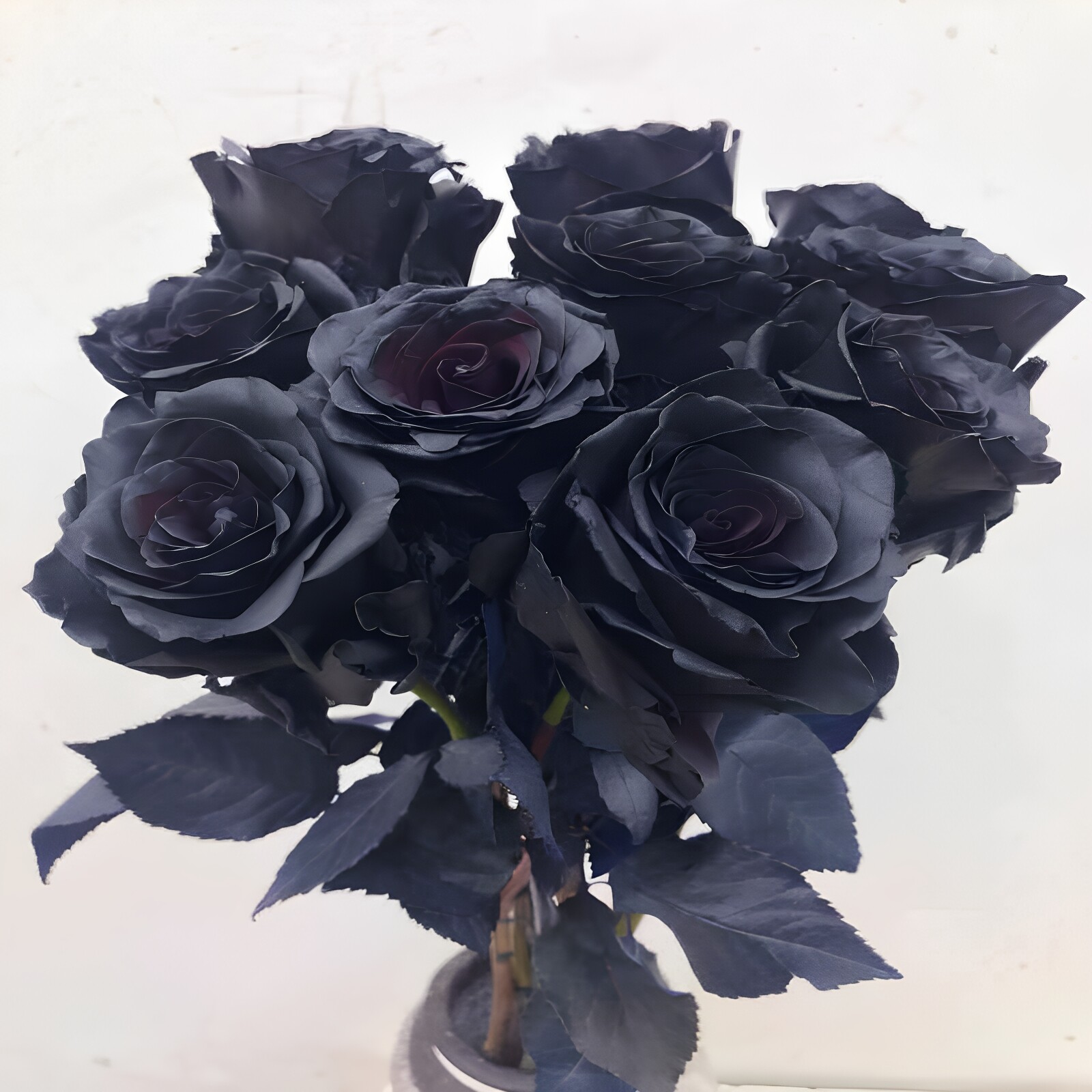 进口黑玫瑰鲜花表白花束同城速递