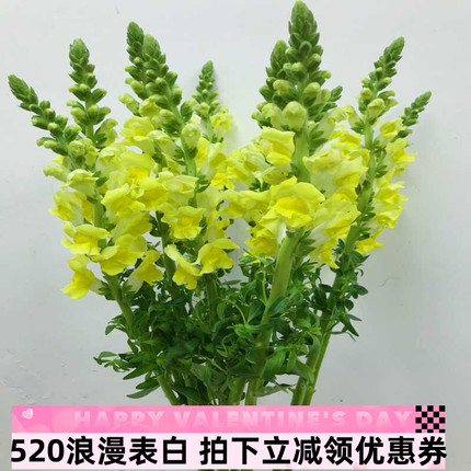 金鱼草鲜切花水养家庭办公室鲜花线条型花艺百搭配花顺丰同城速递