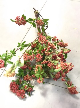 米酒果鲜切枝水养带果鲜花同城