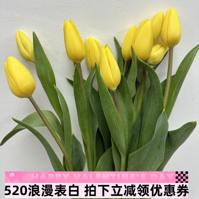 金黄郁金香鲜花明亮花卉水培