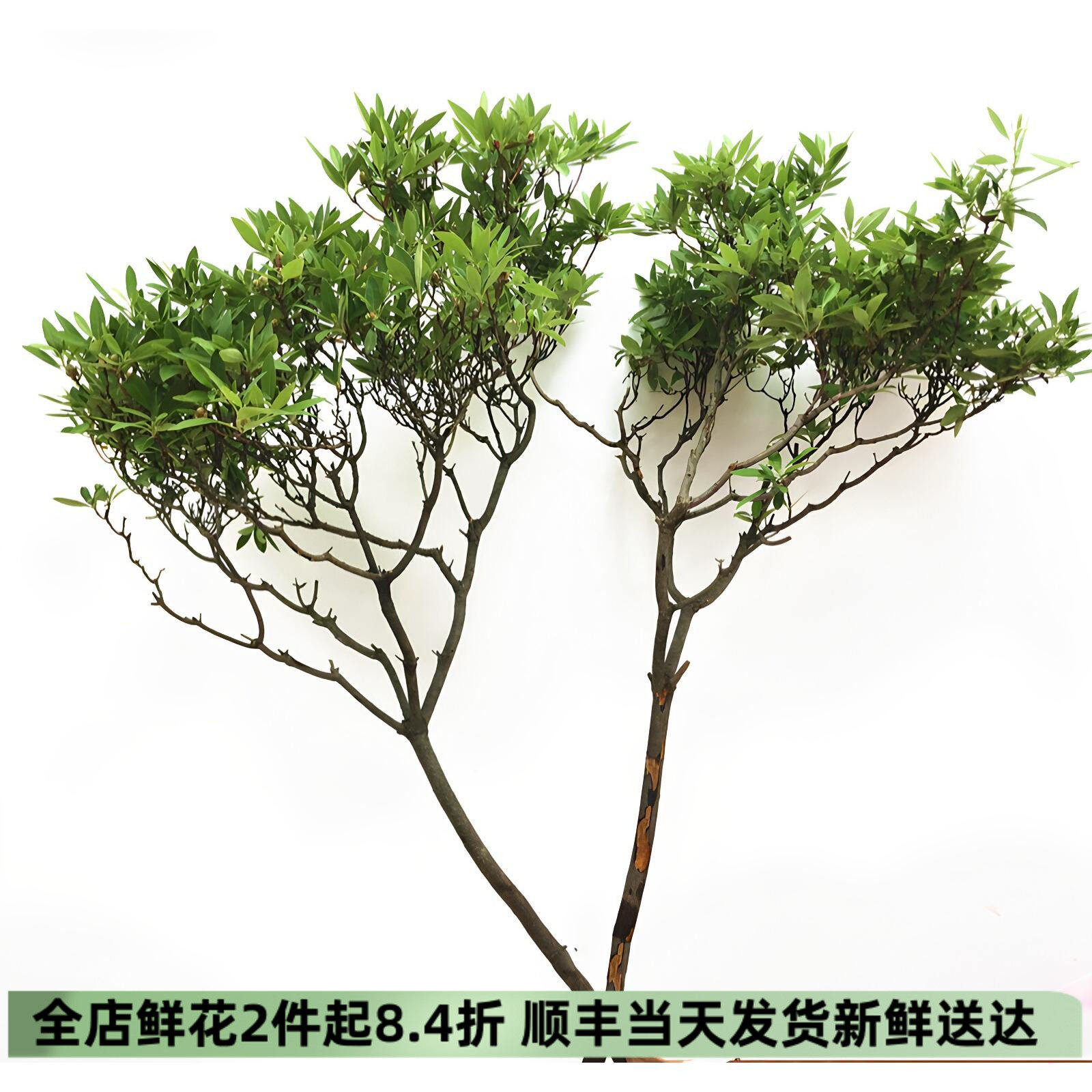 杜鹃树枝鲜切花雀舌绿叶水培鲜花