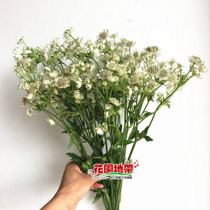 进口荷兰白色多头星芹鲜花家庭婚礼插花同城朝悦花卉市场鲜花速递