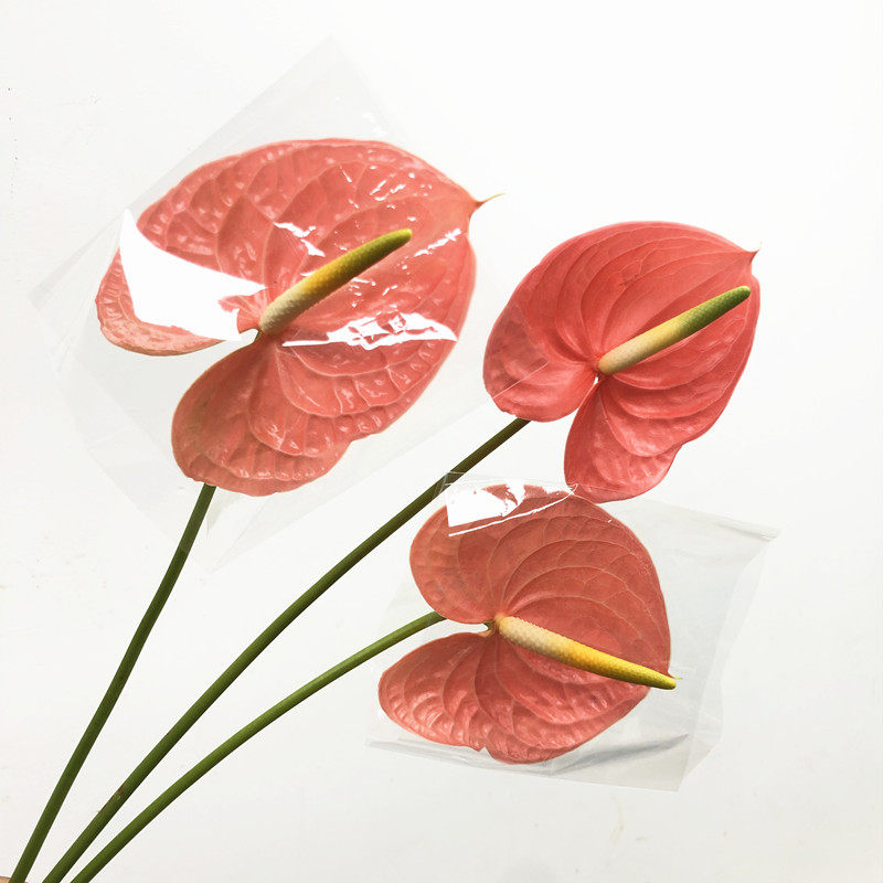 粉掌火鹤鲜切花 一片掌水培花艺插花 生日爱情礼物点缀 北京速递